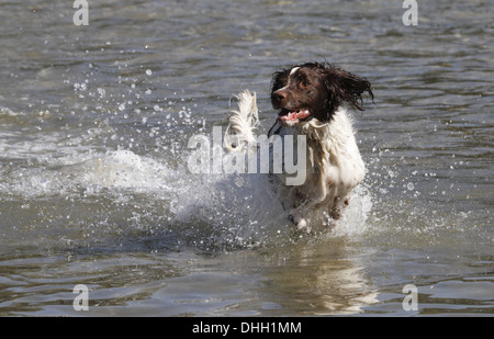 Épagneul Springer Anglais exécuté par l'eau Banque D'Images