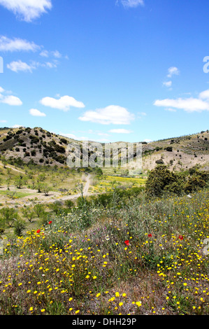 Fleurs de Printemps entre oliviers, près de l'Puertecico, la Province d'Almeria, Andalousie, Espagne, Europe de l'Ouest. Banque D'Images