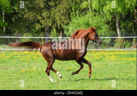 Arabian Horse étalon alezan galoper un pré Banque D'Images