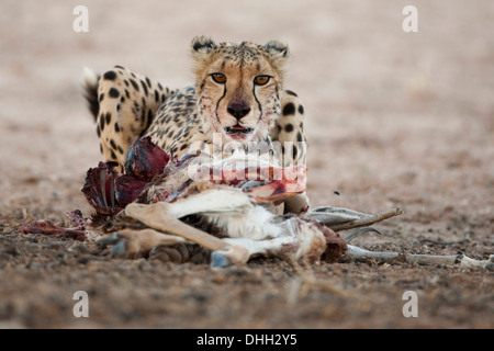 Guépard femelle avec kill dans le désert du Kalahari Banque D'Images