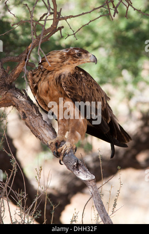 Aigle (Aquila rapax rapax) perchées dans un arbre dans le désert du Kalahari, Afrique du Sud Banque D'Images