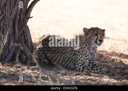 Cheetah cub reposant à l'ombre d'un arbre dans le désert du Kalahari Banque D'Images