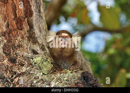 Brésil, Bahia : ouistiti commun (Callithrix jacchus) assis dans le haut d'un arbre à la recherche de l'appareil photo Banque D'Images