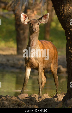 Sambar femelle Cerf (Cervus unicolor niger) dans le parc national de Ranthambore Banque D'Images