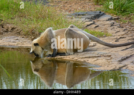 Animaux singe écureuil (un singe) de l'eau potable dans la réserve de tigres de Ranthambhore Banque D'Images