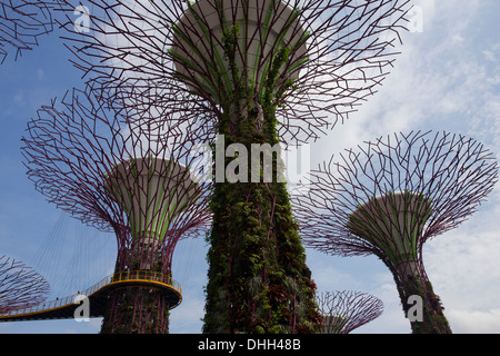 Supertree Grove est une conception unique jardin vertical composé de grands arbres "artificiel" Banque D'Images