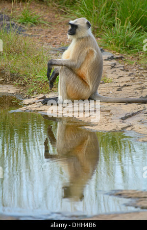 Animaux singe écureuil (un singe) dans la réserve de tigres de Ranthambhore Banque D'Images