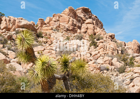 La Californie, Joshua Tree National Park, Hidden Valley Trail, Joshua Tree, Yucca brevifolia Banque D'Images