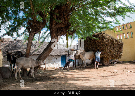 Les hommes indiens décollant de la plantes arachide récoltées avec charrette dans un village de l'Inde rurale. L'Andhra Pradesh, Inde Banque D'Images