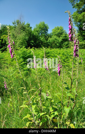 Digitales - Digitalis purpurea croissant dans le dégagement de forêt, forêt de Dean Banque D'Images