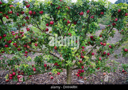 L'espalier pommier avec pommes sur elle. Banque D'Images