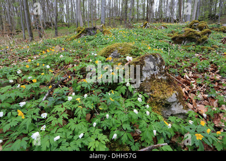 Le bois et l'anémone jaune Banque D'Images