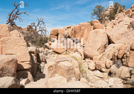 La Californie, Joshua Tree National Park, Hidden Valley Trail Banque D'Images