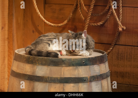 Chat dormant sur tonneau en bois Banque D'Images