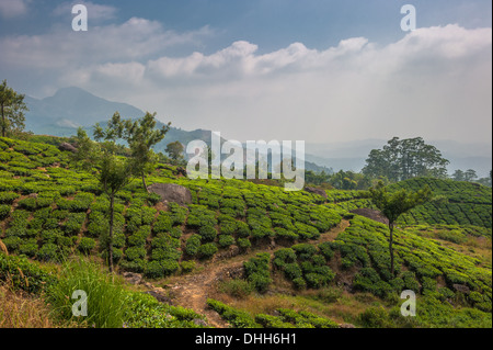 Les plantations de thé à Munnar, Kerala, Inde Banque D'Images