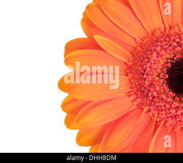 Fleur gerbera orange isolé sur fond blanc. Banque D'Images