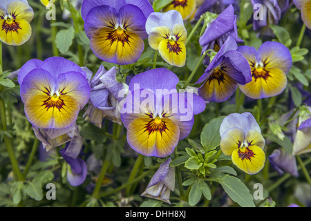 pansy bicolor Banque D'Images