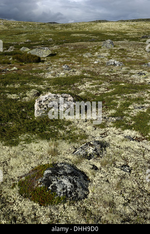 Lichen des rennes dans l'Hardanger Vidda Banque D'Images