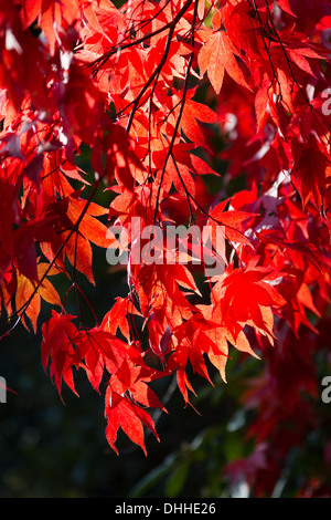 Arbre généalogique Acer rouge vif à l'automne ou à l'automne Banque D'Images