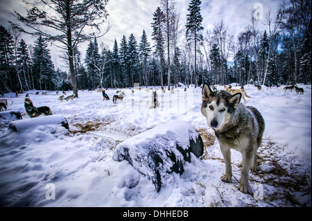 Portrait de loup dans le dégagement de forêt, Sacacomie, Québec, Canada Banque D'Images