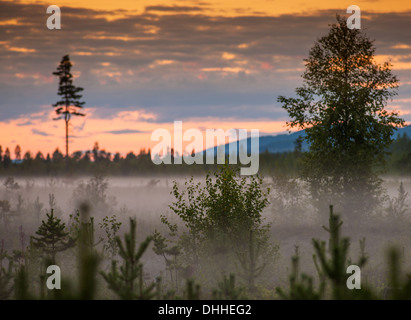 Mist et arbres au coucher du soleil, Storforsen, Laponie, Suède Banque D'Images