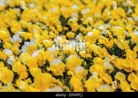 Floraison jaune au printemps brillamment Pétunia Banque D'Images