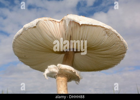 Coulemelle (Macrolepiota procera), champignons comestibles, Paris, Danemark Banque D'Images