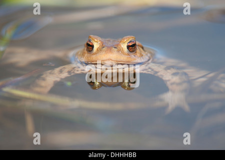 (Basiliscus plumifrons) dans l'eau, Thuringe, Allemagne Banque D'Images