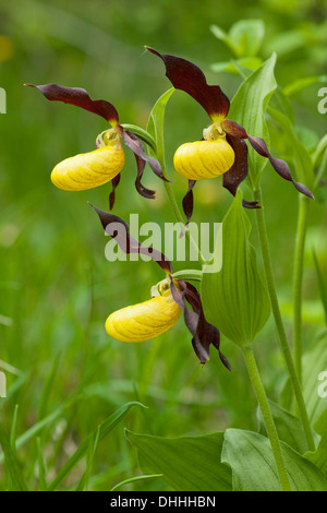 Lady's Slipper Orchid (Cypripedium calceolus), la floraison, la Thuringe, Allemagne Banque D'Images