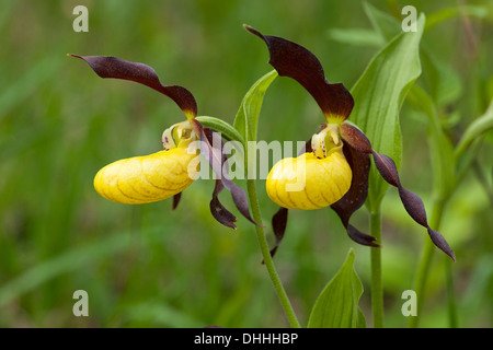 Lady's Slipper Orchid (Cypripedium calceolus), la floraison, la Thuringe, Allemagne Banque D'Images