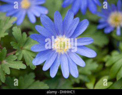 Les anémones (Anemone blanda des Balkans, Anemone apennina), la floraison, la Thuringe, Allemagne Banque D'Images