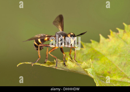 Voler à tête épaisse (Conops) quadrifasciatus, Bade-Wurtemberg, Allemagne Banque D'Images