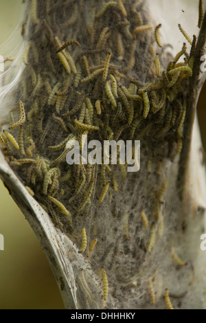 L'hyponomeute du pommier de chenilles (Yponomeuta sp.), région du Bergisches Land, Rhénanie du Nord-Westphalie, Allemagne Banque D'Images