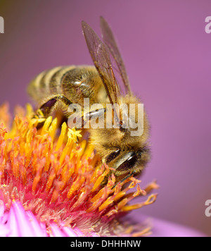 Abeille à miel (Apis mellifera) assis sur Aster (Aster), aspirer le nectar, Bade-Wurtemberg, Allemagne Banque D'Images