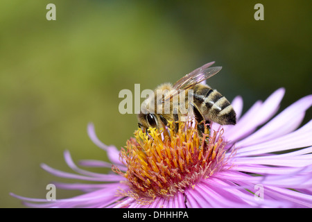 Abeille à miel (Apis mellifera) assis sur Aster (Aster), aspirer le nectar, Bade-Wurtemberg, Allemagne Banque D'Images