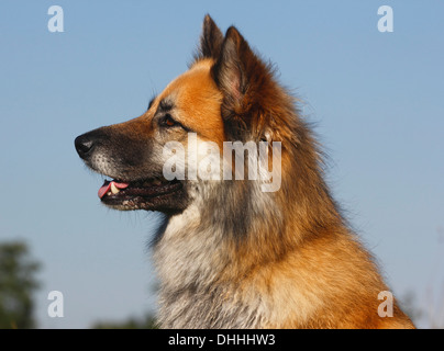 Harzer Fuchs race mélangée, portrait, Rhénanie du Nord-Westphalie, Allemagne Banque D'Images