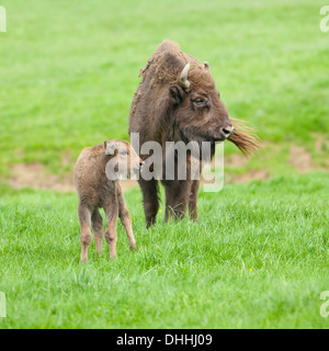 Bison d'Europe ou Bison (Bison bonasus), vache et veau, captive, Hesse, Allemagne Banque D'Images