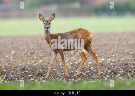 Le Chevreuil (Capreolus capreolus), alerte de franchissement du doe un champ, l'île de Fehmarn, Schleswig-Holstein, Allemagne Banque D'Images