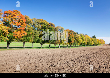 Avenue bordée d'arbres en automne, Palatinat, Bade-Wurtemberg, Allemagne Banque D'Images