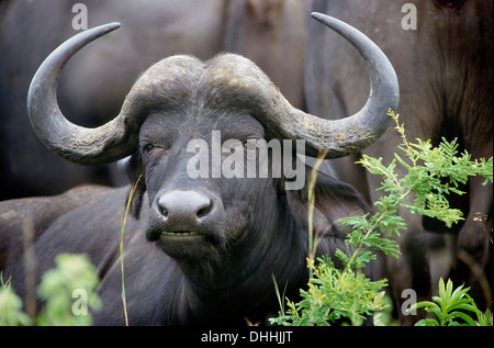 Buffle africain ou Buffle (Syncerus caffer), Parc National de Chobe, Botswana, District du Nord-Ouest Banque D'Images