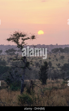 Paysage de rivière dans le sud du Parc National Kruger, Kruger National Park, Skukuza, Afrique du Sud Banque D'Images
