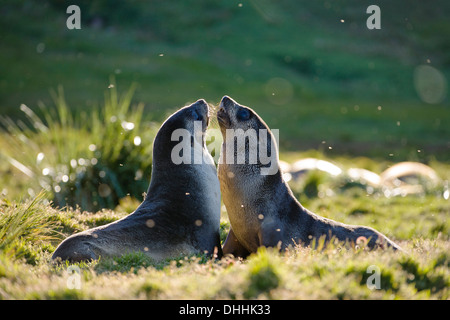 Les jeunes phoques à fourrure antarctique, Arctocephalus gazella, Grytviken, Géorgie du Sud, Antarctique Banque D'Images