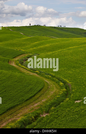 Les champs vallonnés dans la région des Crete Senesi, Torrenieri, Montalcino, Province de Sienne, Toscane, Italie Banque D'Images