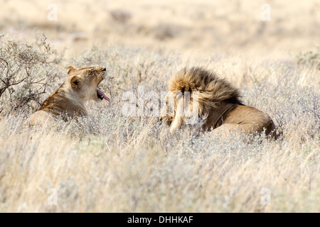 Lion (Panthera leo), femme et homme couché dans l'herbe haute, Etosha National Park, Okaukuejo, région de Kunene, Namibie Banque D'Images