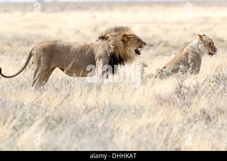 Lion (Panthera leo), hommes et femmes dans l'herbe haute, Etosha National Park, Okaukuejo, région de Kunene, Namibie Banque D'Images
