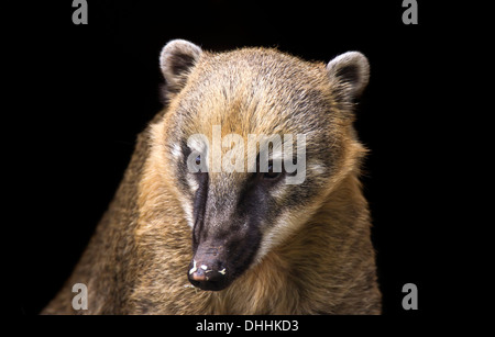 South American Coati ou ring-tailed coati (Nasua nasua), portrait, captive, Saarland, Allemagne Banque D'Images