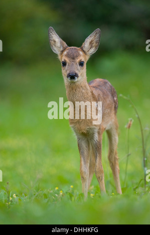 Le Chevreuil (Capreolus capreolus), fauve debout sur un pré, Thuringe, Allemagne Banque D'Images