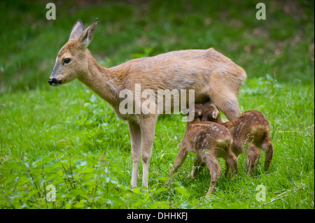 Le Chevreuil (Capreolus capreolus), doe suckling deux faons, Thuringe, Allemagne Banque D'Images