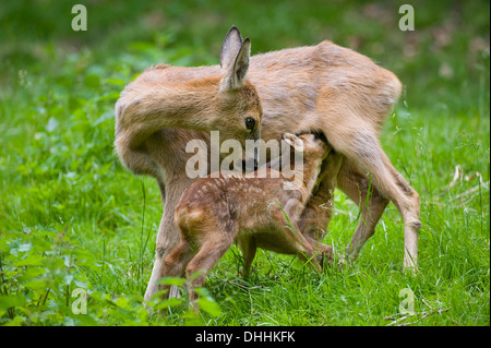 Le Chevreuil (Capreolus capreolus), doe suckling deux faons, Thuringe, Allemagne Banque D'Images