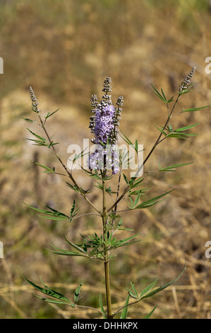 Ou Gattilier le gattilier (Vitex agnus-castus), Direction générale de l'unique, l'île de Rhodes, Dodécanèse, Grèce Banque D'Images